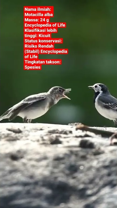 white wagtail