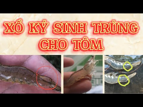 Video CÁCH XỔ KÝ SINH TRÙNG CHO TÔM | Trương Anh Quang... - youtube