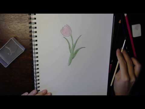 Video Cách vẽ hoa tulip - How to draw a tulip: step by step... - youtube