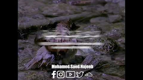 فذرهم يخوضوا ويلعبوا حتى يلاقوا يومهم الذي يوعدون | سورة المعارج