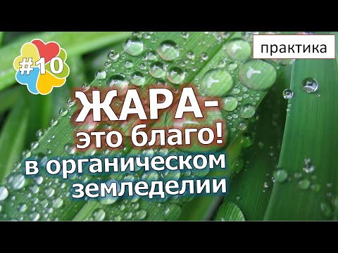 #10 Жара во благо в органическом земледелии! Почему? Точка росы. 3 способа защиты от жары