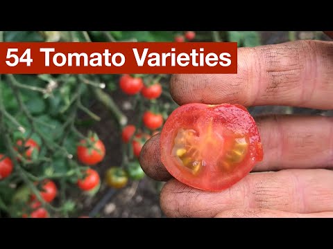 Video: Stamp tomato varieties. How to care for standard varieties of tomatoes