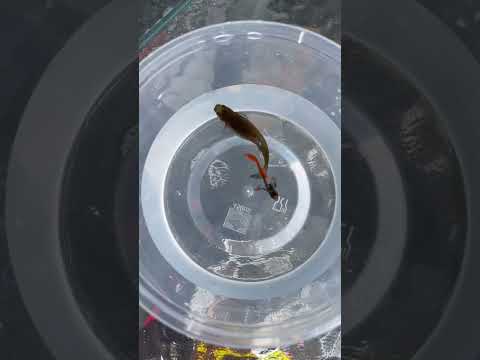 Video: Adakah guppy dither ikan?