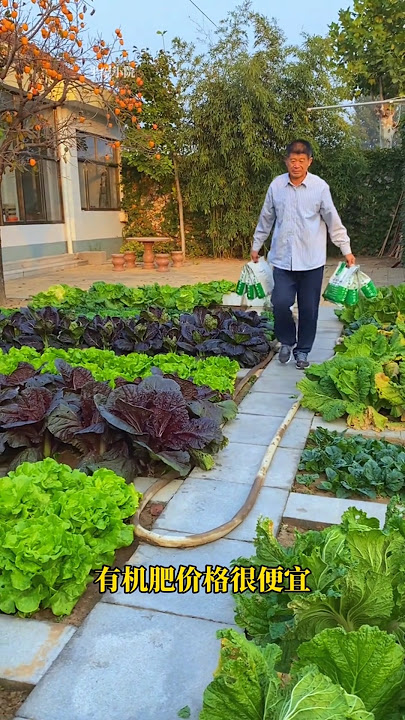 Sesame cake fertilizer, easy-to-use organic fertilizer#芝Hemp cake fertilizer #vegetable planting.