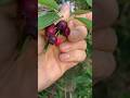 Serviceberry/Juneberry #bigbuddetv #buddefarms