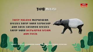[INFOGRAFIK] Fakta menarik tentang tapir
