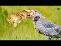 30 ferocious moments of hungry birds devouring their prey mercilessly  animal fight