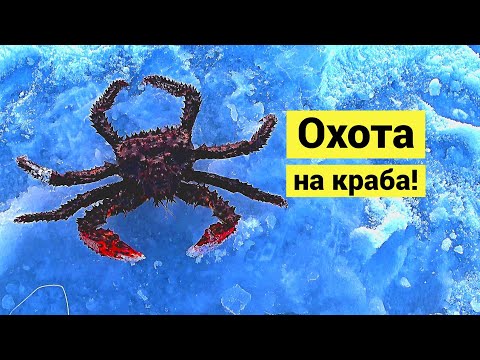 Видео: Охота на краба! 🦀 // (Eng Subs)