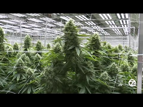 An inside look at Lume Cannabis Co., the top marijuana producer in Michigan and the country thumbnail