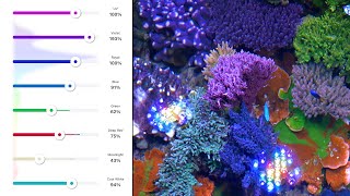 Aquarium LED Colors Explained