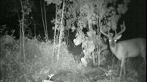 Leaf River iR-7SS (buck/night video)