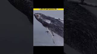 😱 Electric Eel और Whale की आवाज़ सुनकर दिमाग उड़ जाएगा🤯#shorts#short#shortvideo#viral#viralvideo