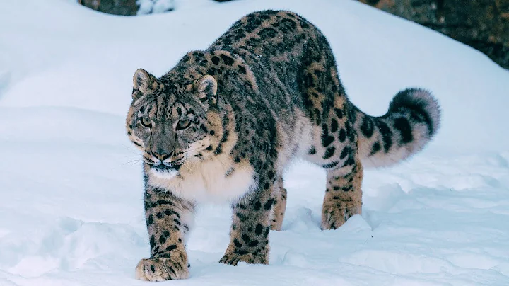 Watch the video about The Cat You’ll Never See Coming | Snow Leopard Facts & Funny Wildlife Moments