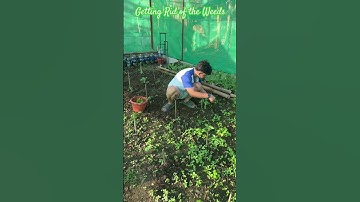 Getting rid of weeds to keep our garden thriving! 🌿 #farming   #HomeGardening #OutdoorLiving"