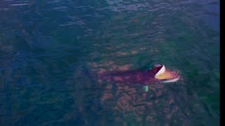 Blönduós  |  🐋Visit North Iceland. 🐋 Drone Video Minke Whale. 2022 🐋🐋🐋