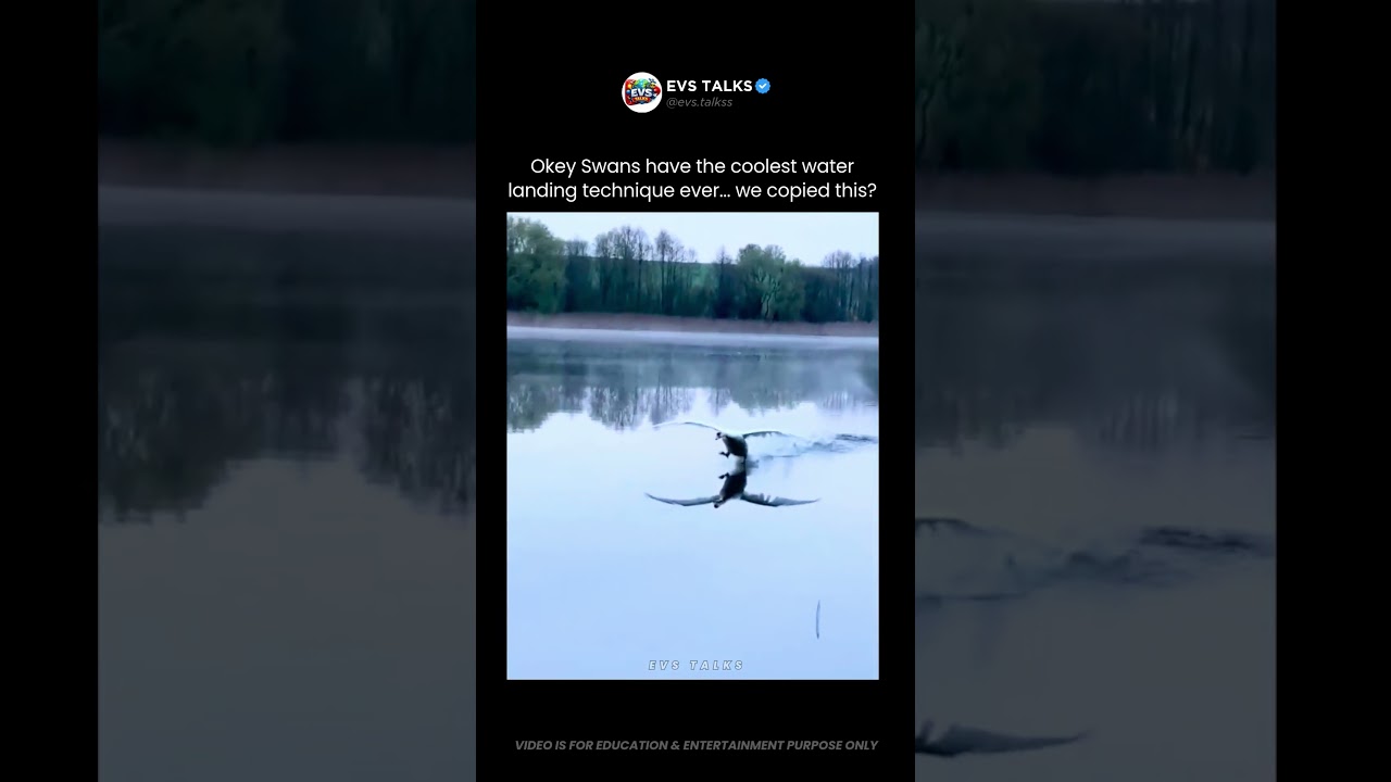 Swans Have the Coolest Landing Technique Ever 😳🦢