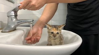 The cat bath scene is filled with screams