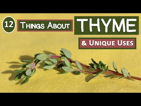 Video: Čo je tymián: chov, starostlivosť, kulinárske využitie a užitočné vlastnosti