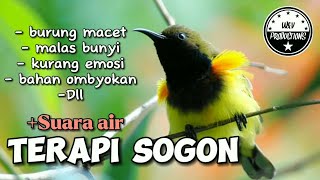 Terapi SOGON biar emosi dan bunyi buka paruh - Terapi SOGON paling ampuh