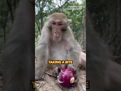 Monkey thought he's