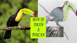 How To Draw A Toucan Easy | Step By Step Tutorial for Beginners