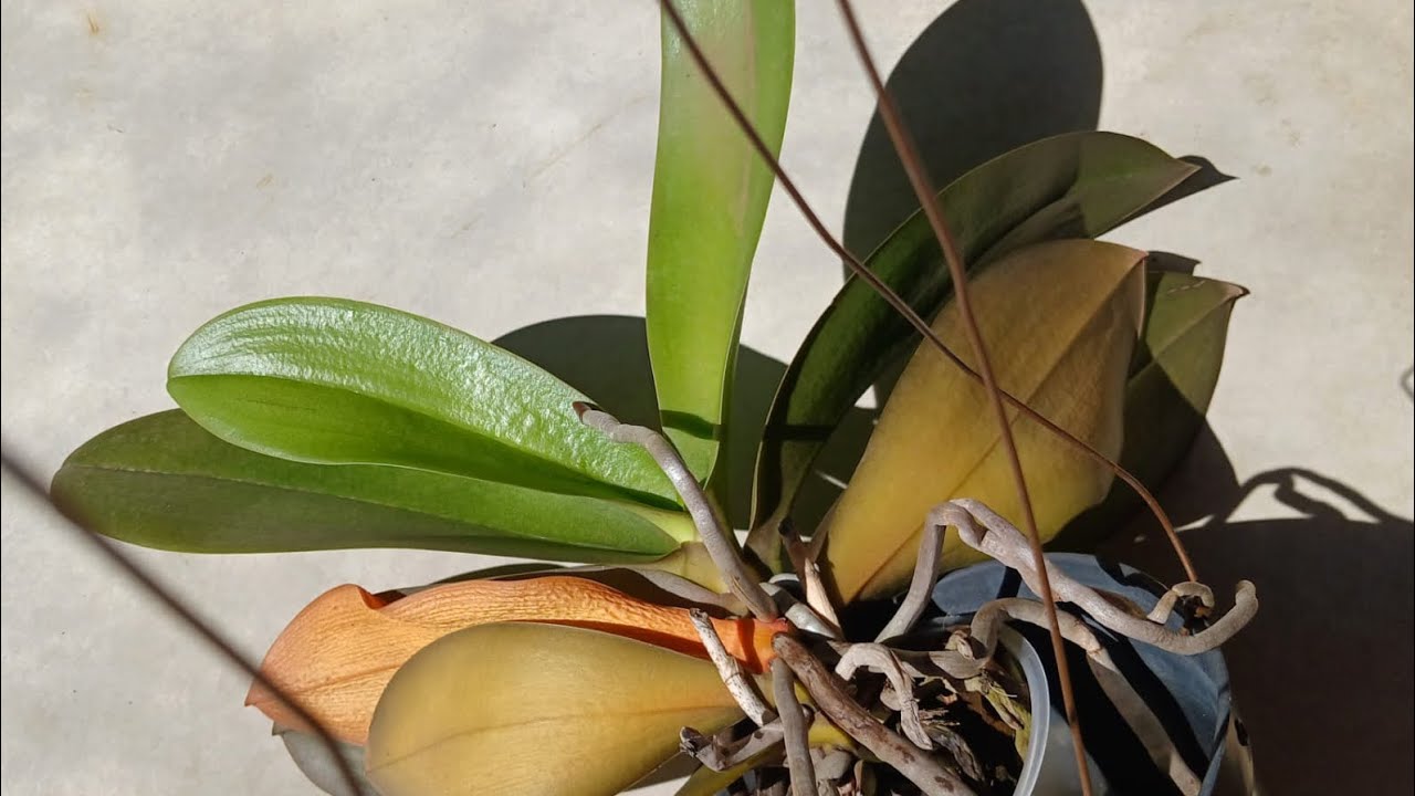Orquídea phalaenopsis com folhas amarelas (como salvar)