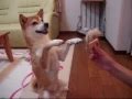 柴犬いちご ブラッシングで大笑い☆