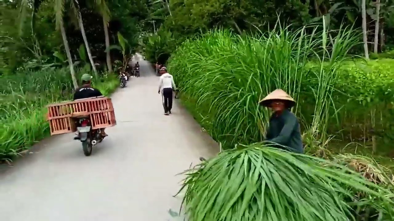 Sore hariku di kampung suku Jawa yang hidup di desa pedalaman 