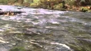 Salmon Spawning Run in Goldstream Provincial Park