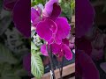 Як вам така троянда 🌹 #flowers #orchid #beautiful #beauty #фаленопсис #орхідеї #
