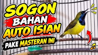 Sogon Isian Cililin MUDAH MASUK || MASTERAN SOGON #masteransogon #sogongacor #sogonbahan