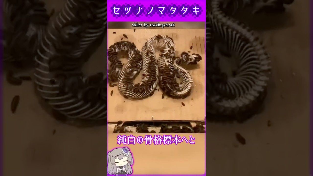 【閲覧注意の美】虫たちが2日間で作り上げた、完璧すぎるヘビの骨格標本 #雑学