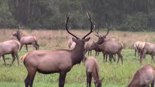 Elk Herd in the rain