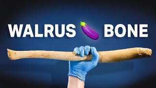 My Walrus 🍆 Bone