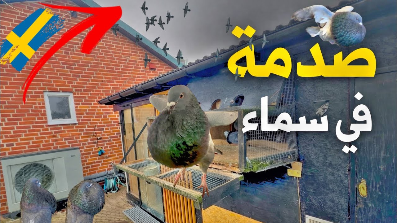  صدمة في السماء 😳 هل فعلاً الحمام الزاجل هو أقوى نوع من الحمام؟ لن تصدق النتيجة!