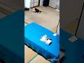 見守りカメラ映像を見たらリトゴマがケンカしてた 公開日:2026/5/19