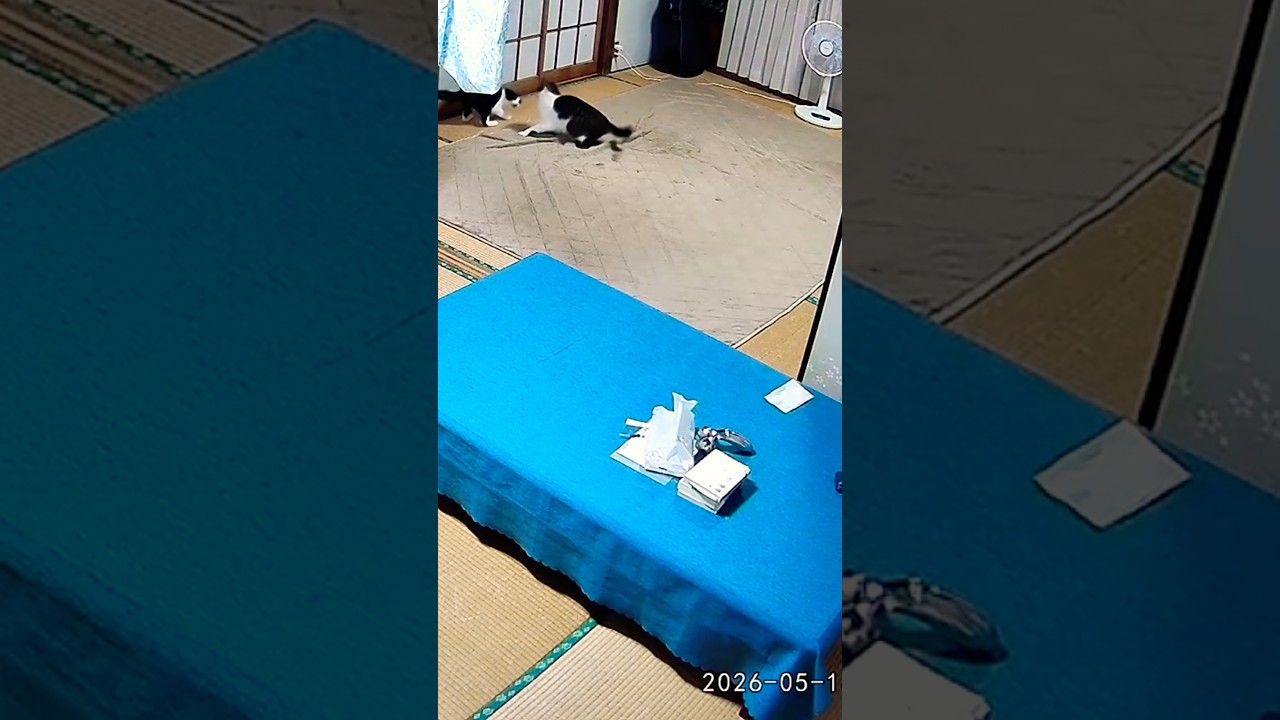 見守りカメラ映像を見たらリトゴマがケンカしてた 公開日:2026/5/19