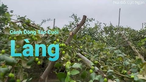 Ăn Cỗ Thăm Vườn Táo Đẹp Cuối Làng I Núi Đồi Lục Ngạn