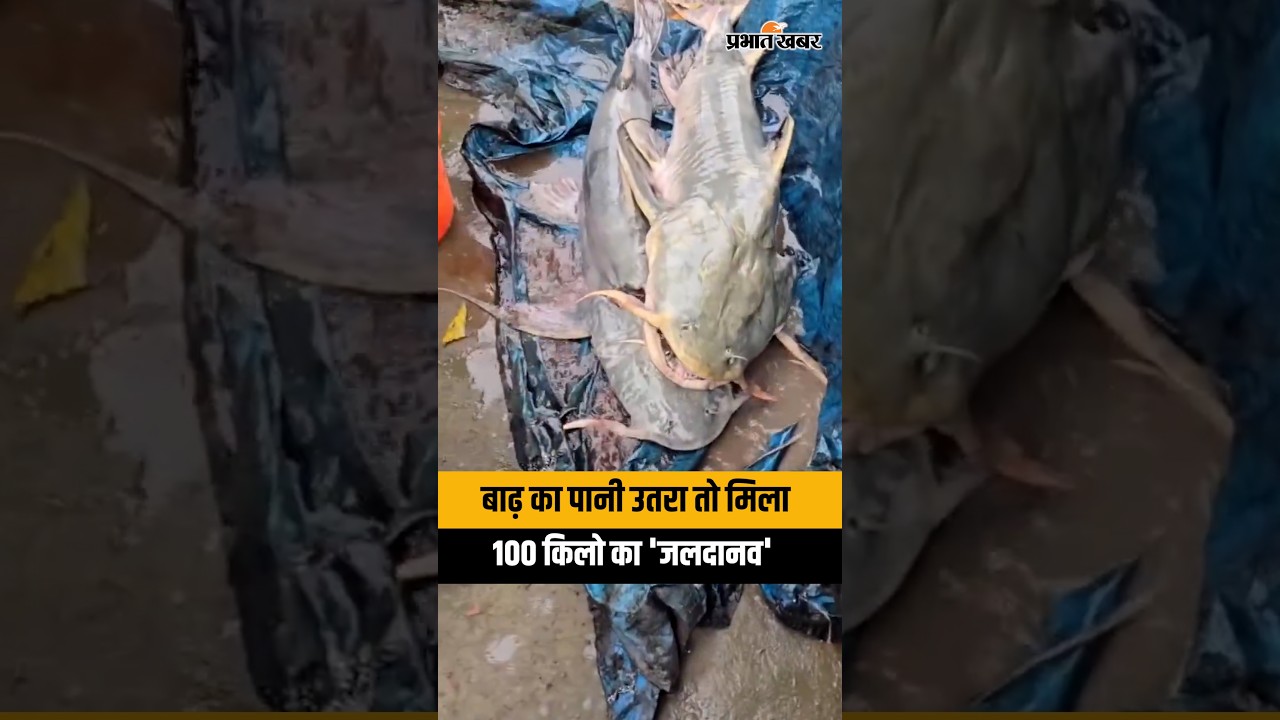 Nepal Flood Updates: बाढ़  के बाद मिल  रही है 100-100 किलो की मछलियां, Video Viral