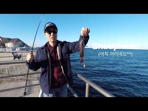 카탈리나섬 (Catalina Island) 낚시하고 카트타고 섬 즐기기!