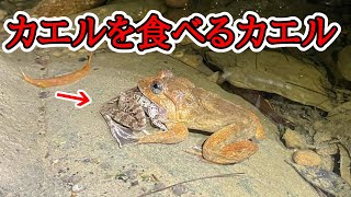 日本で唯一、カエルを食べるカエル【野生生物観察ドキュメンタリー】