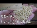 もみすりして玄米にする　ヒノヒカリ編