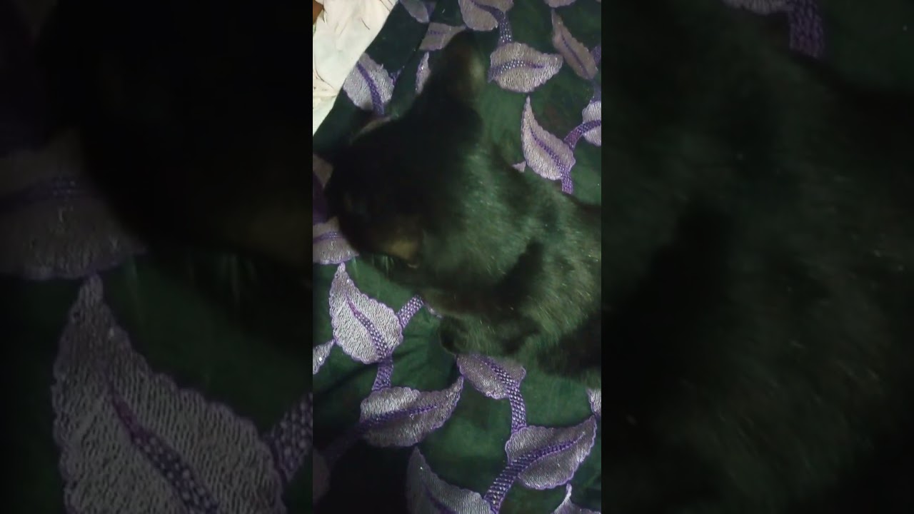 Мой кот Монстрик очень ласковый,и очень громко мурчит😊😻😊🥰😘❤️