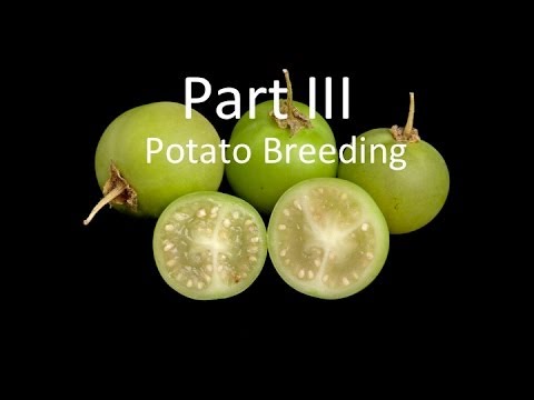 Potato Breeding