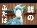 【これは珍しい】朝から固まってるハシビロコウふたばちゃん【春のふたば2026-1】Futaba, Shoebill Spring Futaba 2026-1　掛川花鳥園のハシビロコウふたば