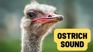 Ostrich Sounds What Sound Does An Ostrich Make?