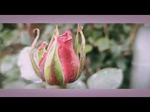 Une ferme de roses - Ville de Tanicuchí près du Cotopaxi #roses