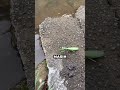 This Worm Controls a Mantis’ Mind Like a Zombie | Terrifying Science Facts 🧠