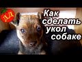 Прививка собаки ОТ ЧУМКИ (как сделать УКОЛ СОБАКЕ)