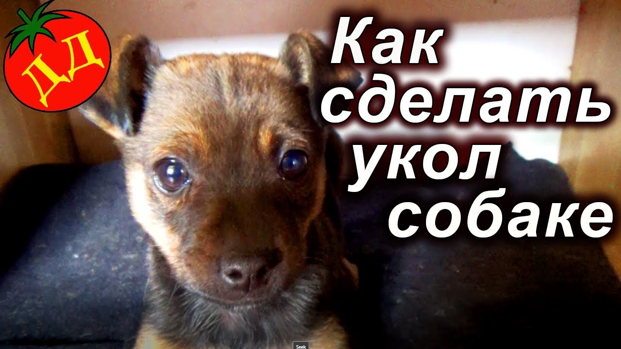 первые прививки щенкам